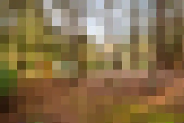 't Hertenspoor 135 Diever thumbnail 34