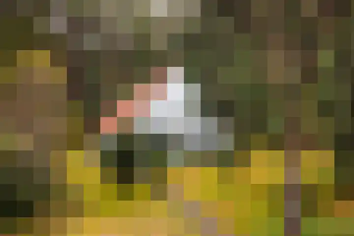 't Hertenspoor 135 Diever thumbnail 38