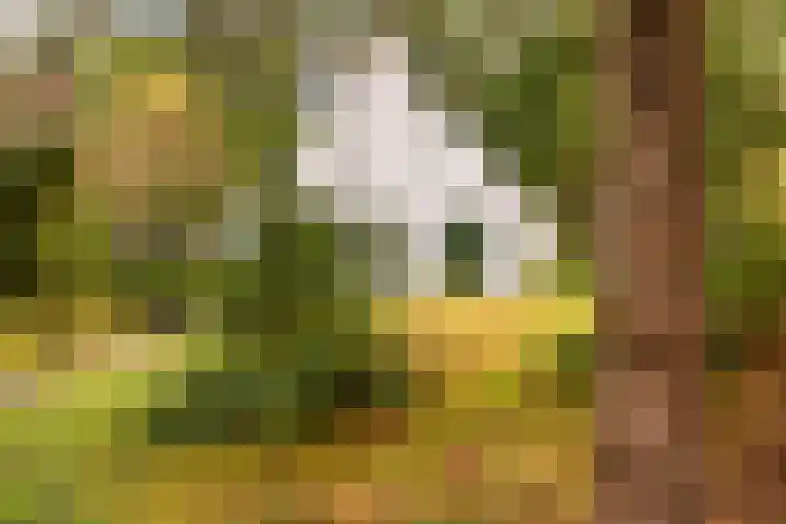 't Hertenspoor 135 Diever thumbnail 39