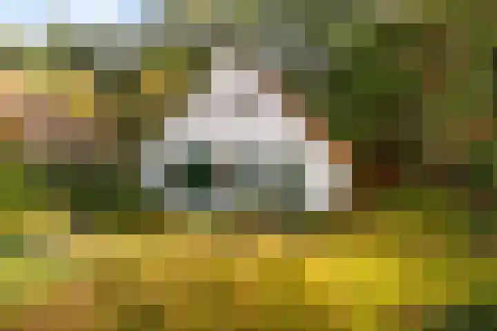 't Hertenspoor 135 Diever thumbnail 41