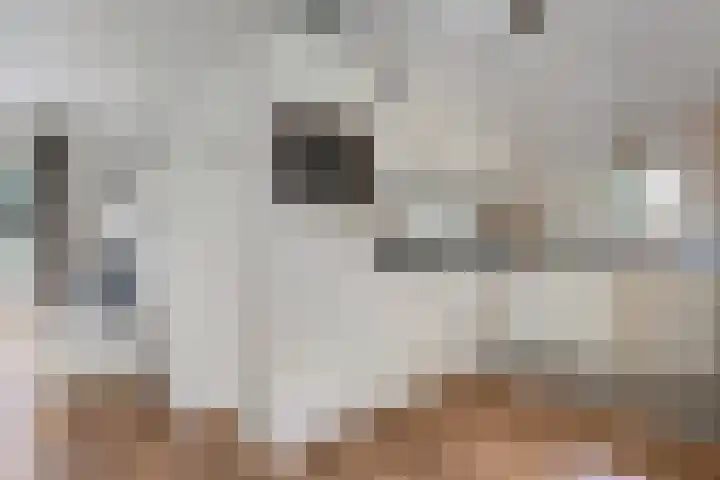 't Hertenspoor 136 Diever thumbnail 15