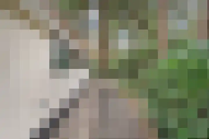 't Hertenspoor 136 Diever thumbnail 32