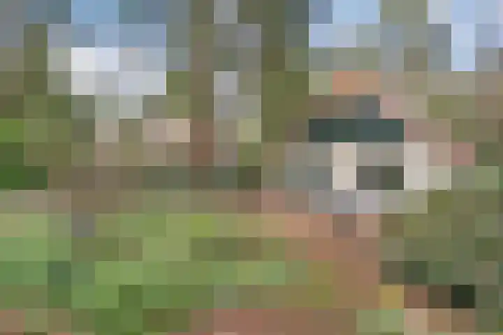 't Hertenspoor 136 Diever thumbnail 36