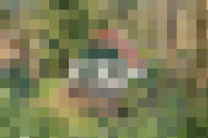 't Hertenspoor 136 Diever thumbnail 38