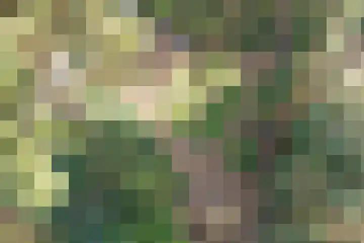 't Hertenspoor 136 Diever thumbnail 39