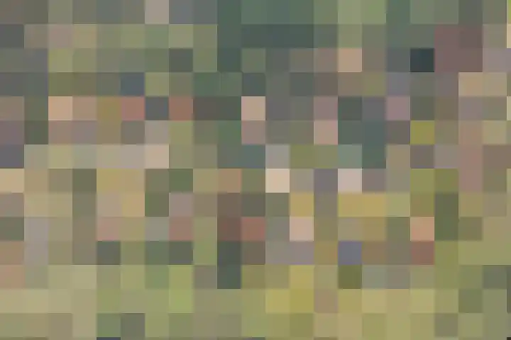 't Hertenspoor 136 Diever thumbnail 41