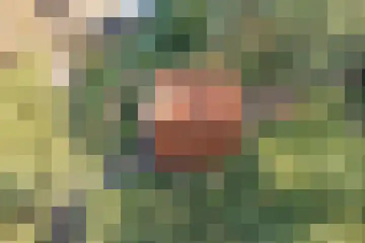 't Hertenspoor 136 Diever thumbnail 6