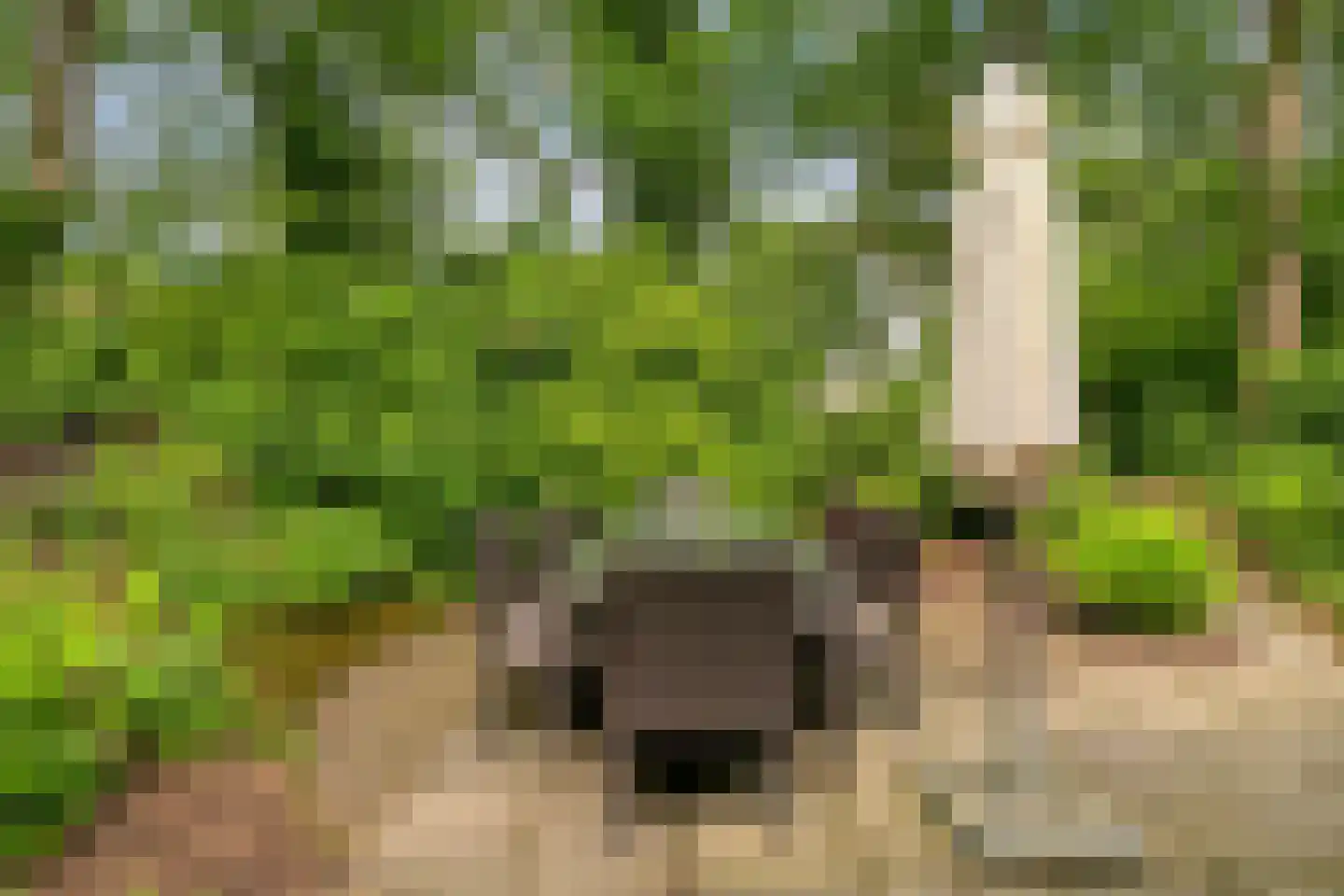 't Hertenspoor 14 Diever thumbnail 36