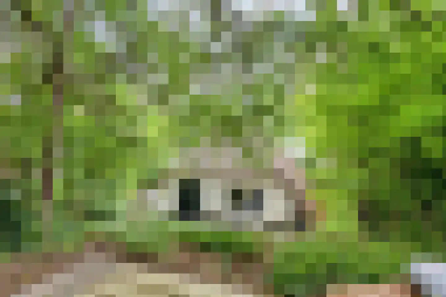 't Hertenspoor 145 Diever thumbnail 40