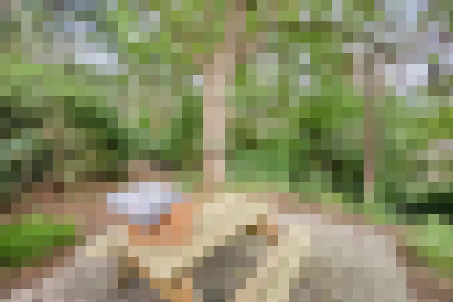 't Hertenspoor 145 Diever thumbnail 42