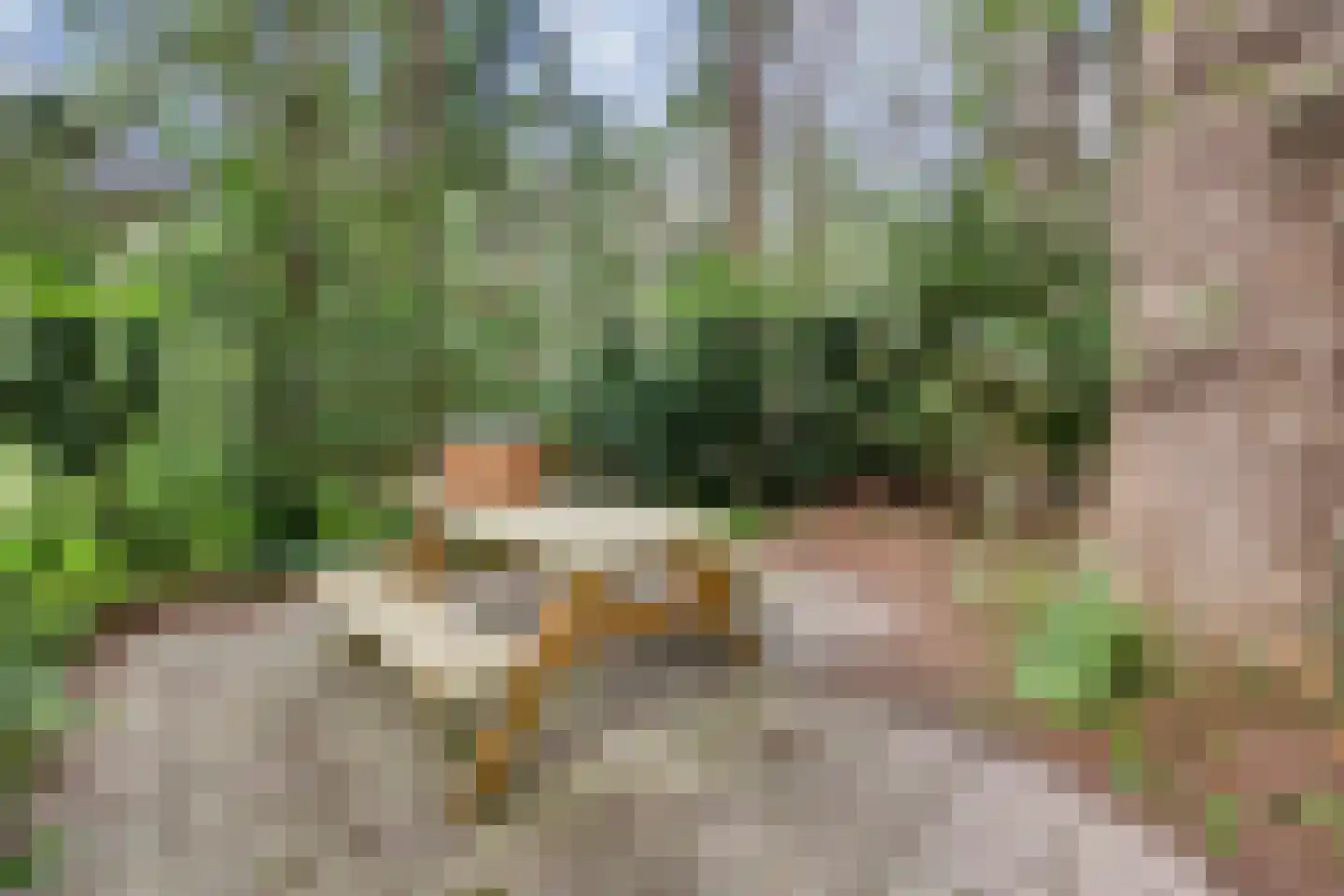 't Hertenspoor 145 Diever thumbnail 43