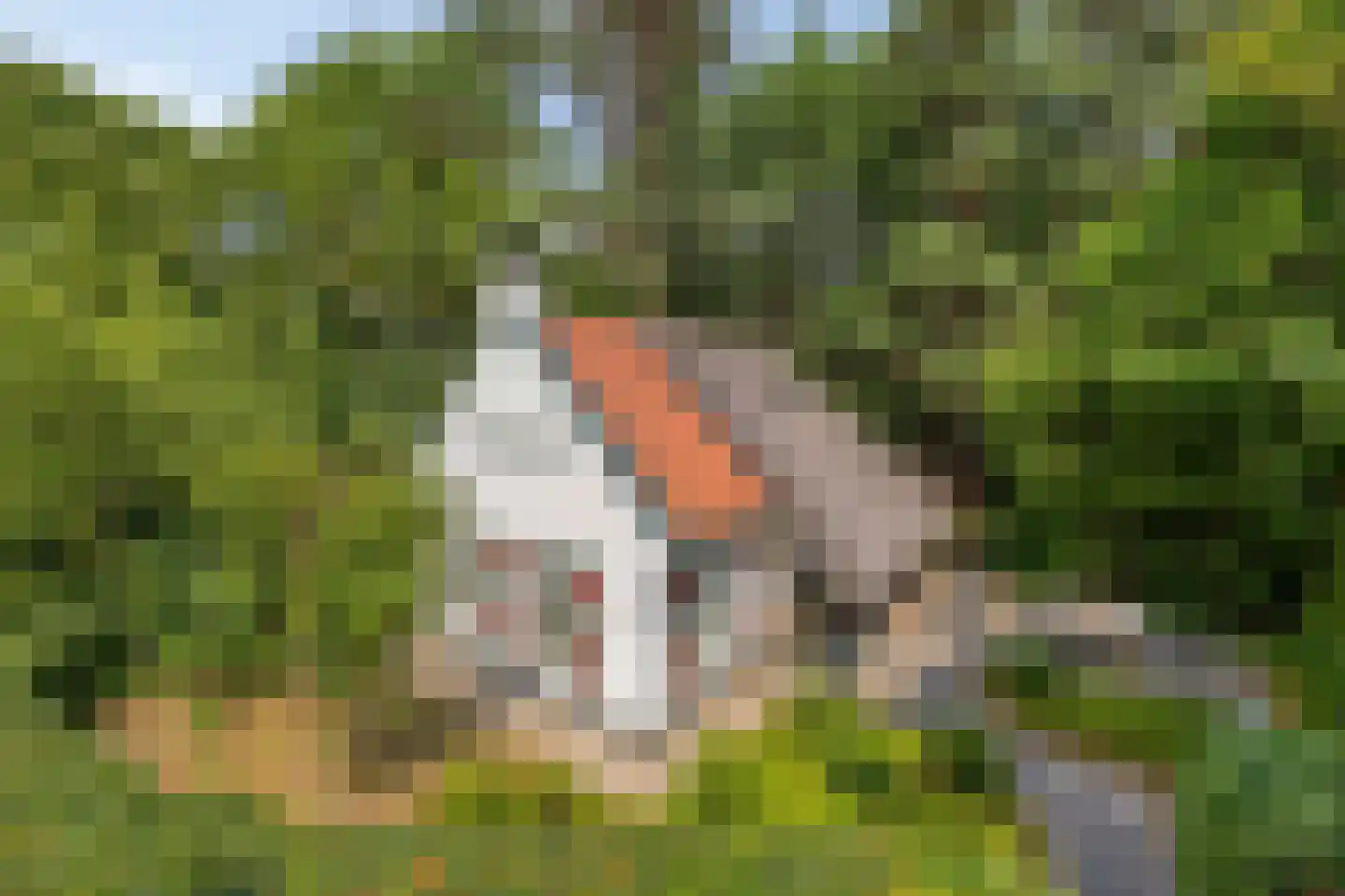 't Hertenspoor 145 Diever thumbnail 51