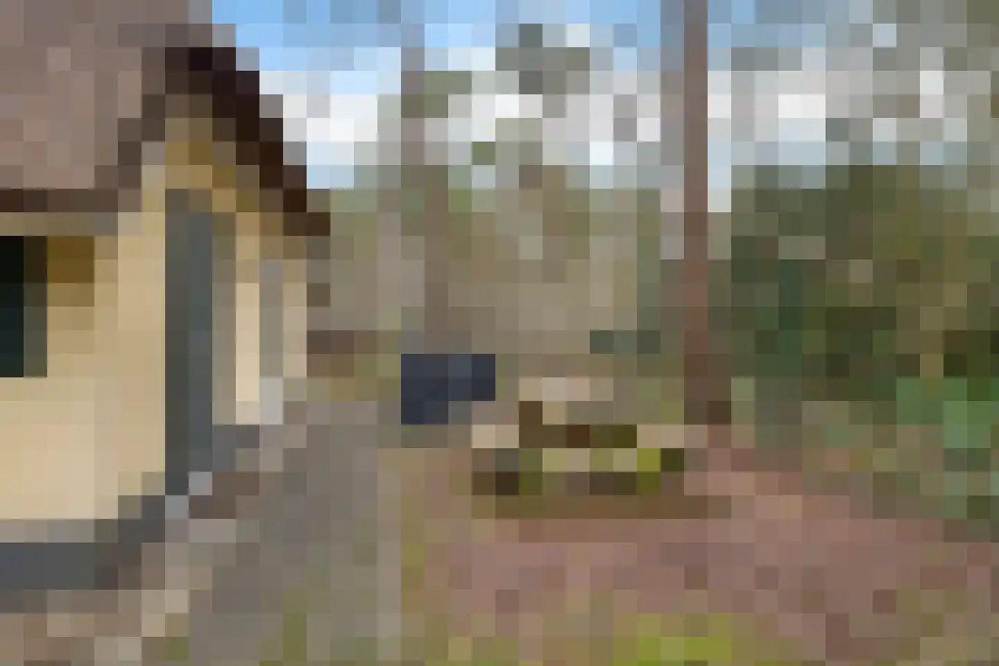 't Hertenspoor 46 Diever thumbnail 19