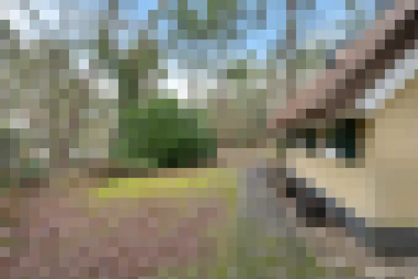 't Hertenspoor 46 Diever thumbnail 22