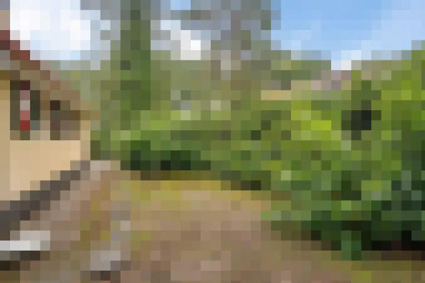 't Hertenspoor 5 Diever thumbnail 34