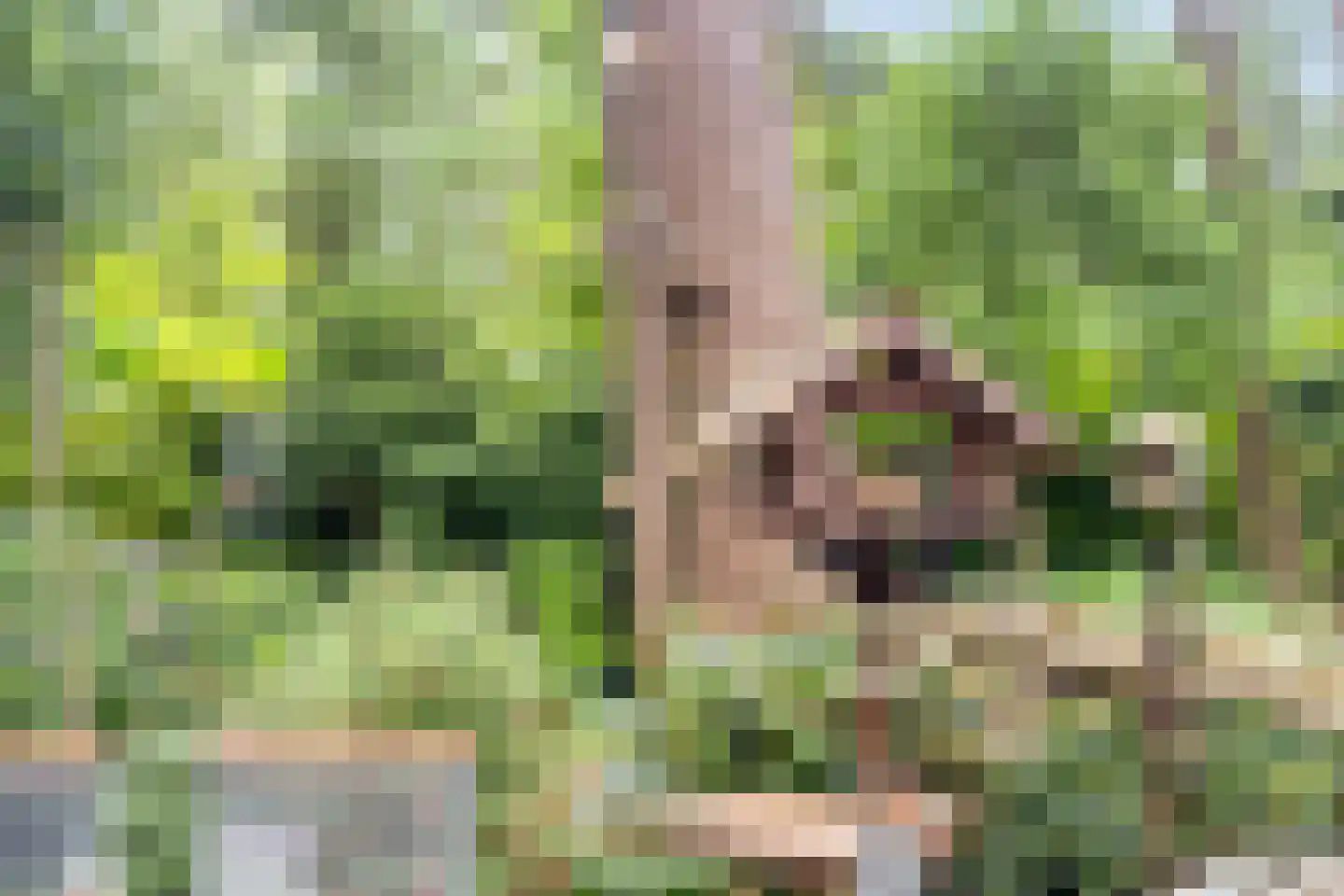 't Hertenspoor 73 Diever thumbnail 37