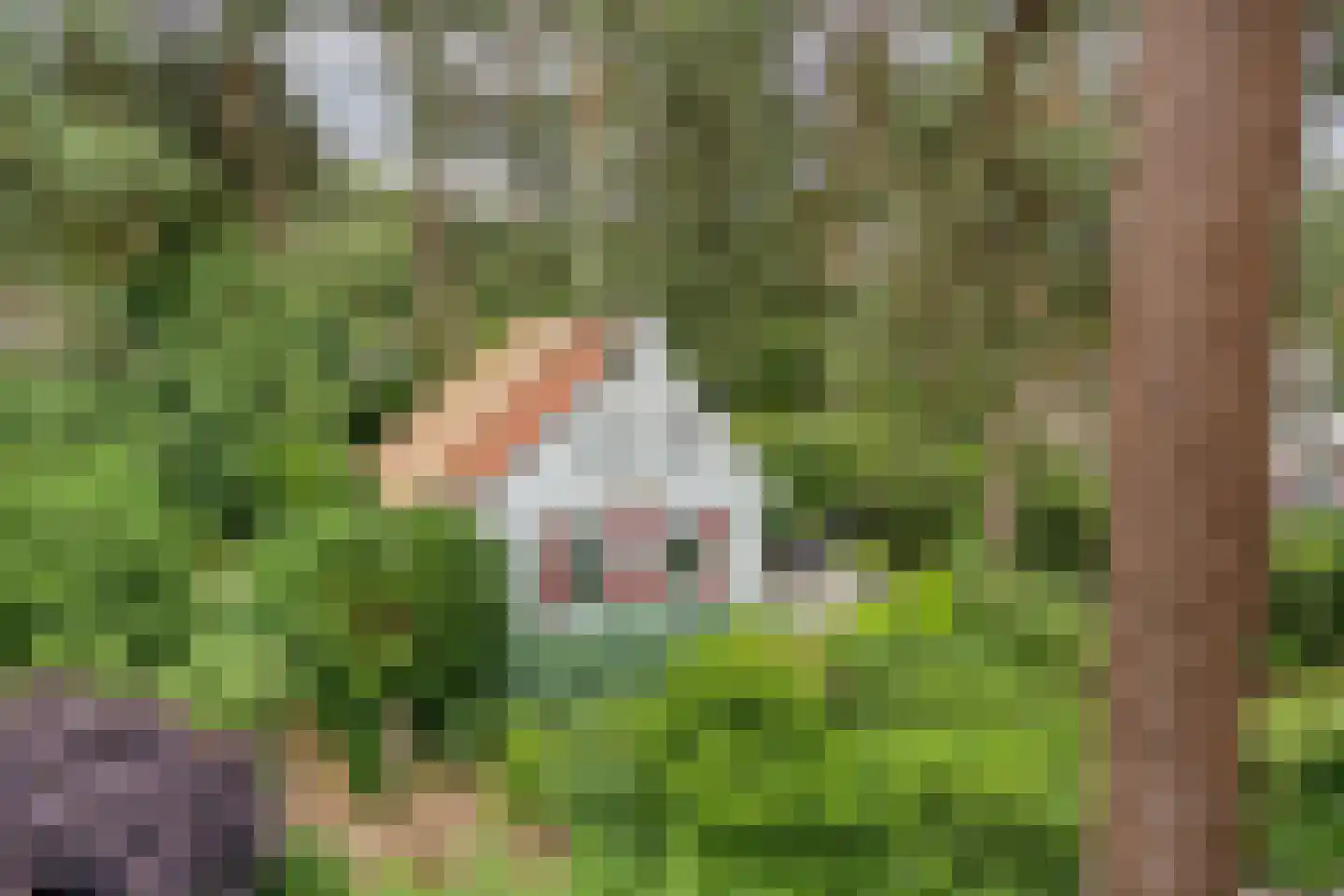 't Hertenspoor 73 Diever thumbnail 48