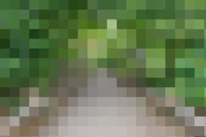 't Hofke 7 Eindhoven thumbnail 40