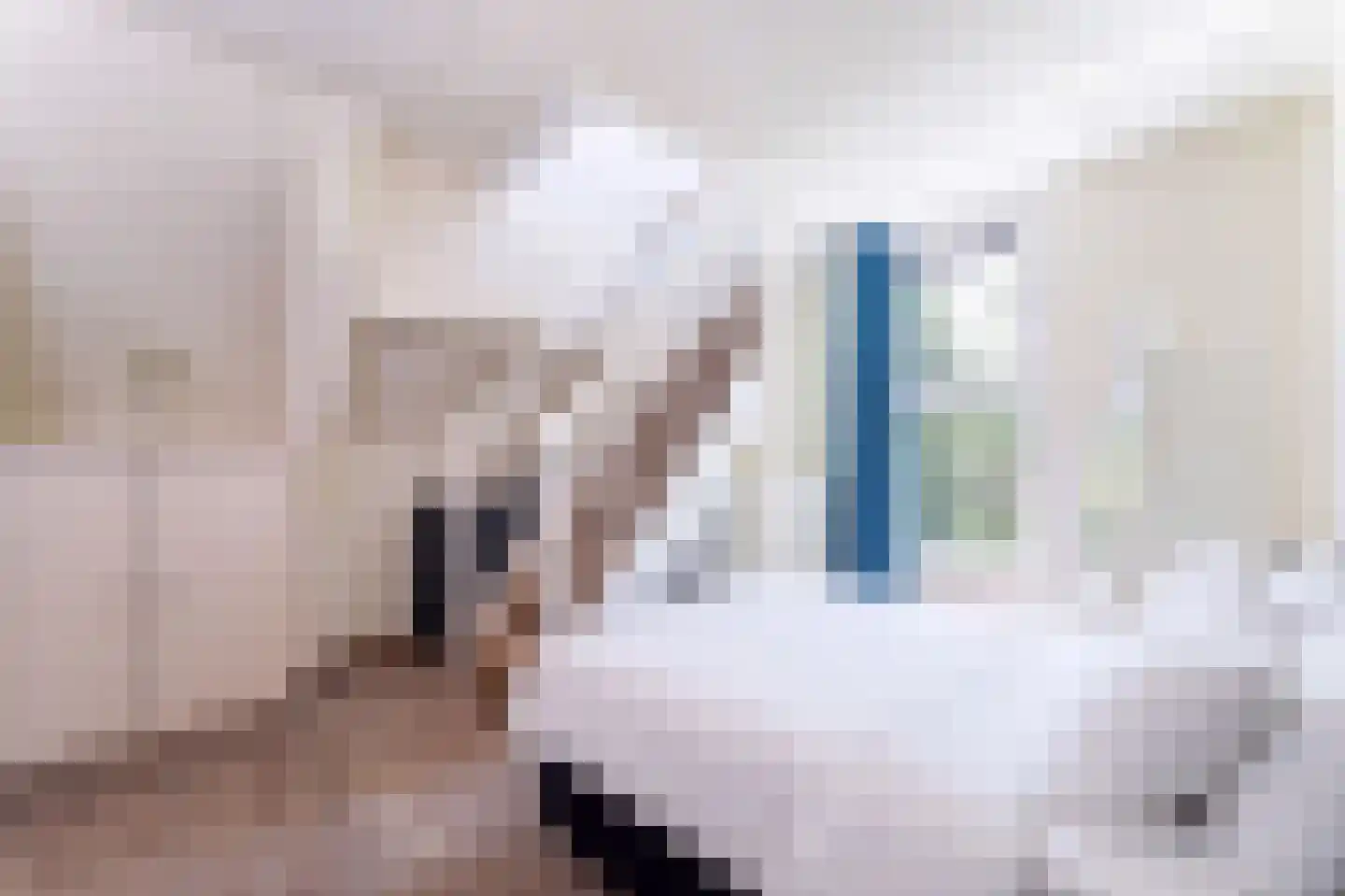 't Hoge Duyn 4 Cadzand thumbnail 23