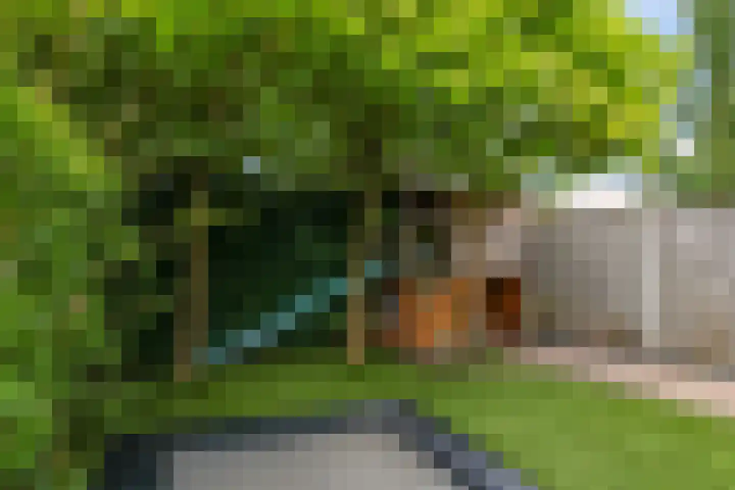 't Hoge Veld 13 Herveld thumbnail 64