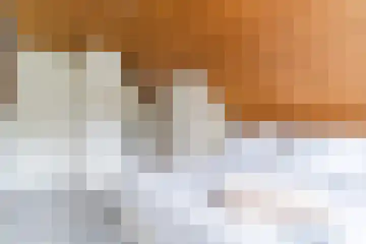 't Horntje 1 Bergen (NH) thumbnail 21