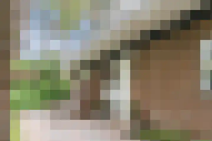 't Horntje 1 Bergen (NH) thumbnail 4