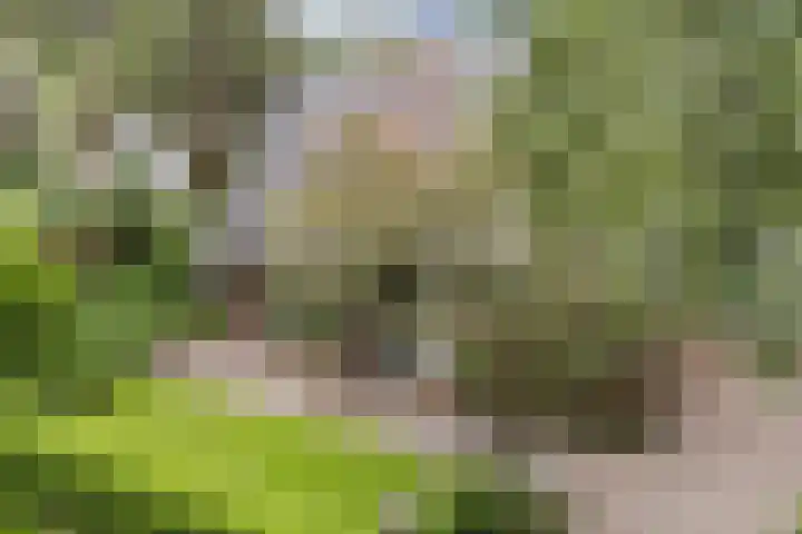 't Horntje 1 Bergen (NH) thumbnail 47