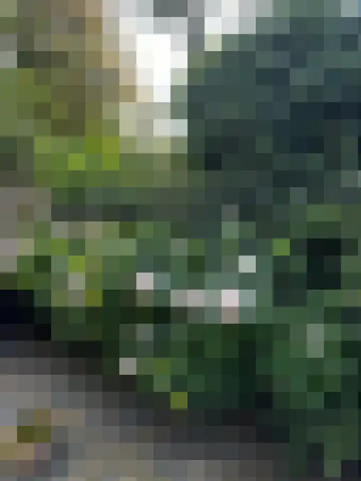 't Horntje 1 Bergen (NH) thumbnail 52