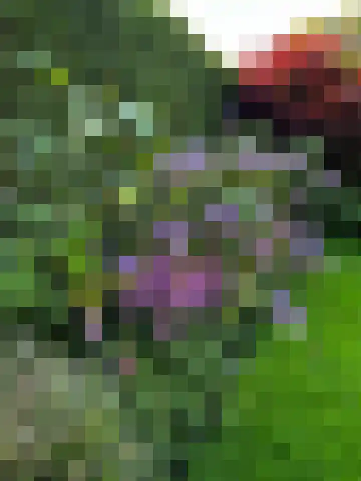't Horntje 1 Bergen (NH) thumbnail 53