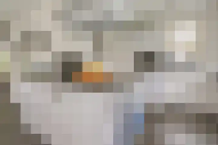 't Ikenhiem 12 Gorredijk thumbnail 19