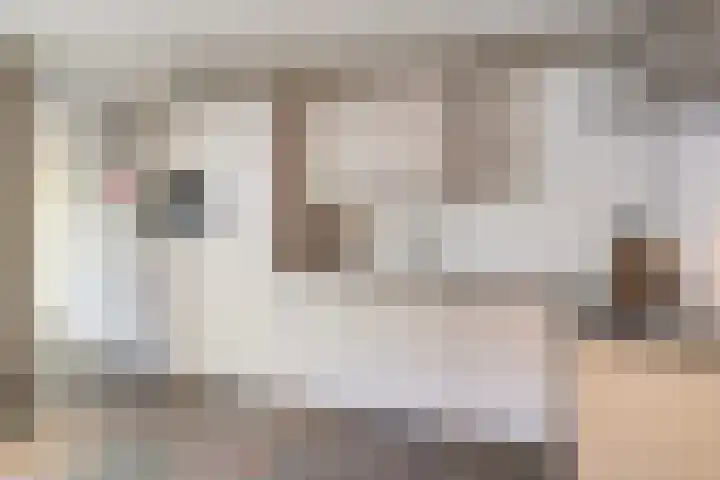 't Inne 32 c Budel thumbnail 5