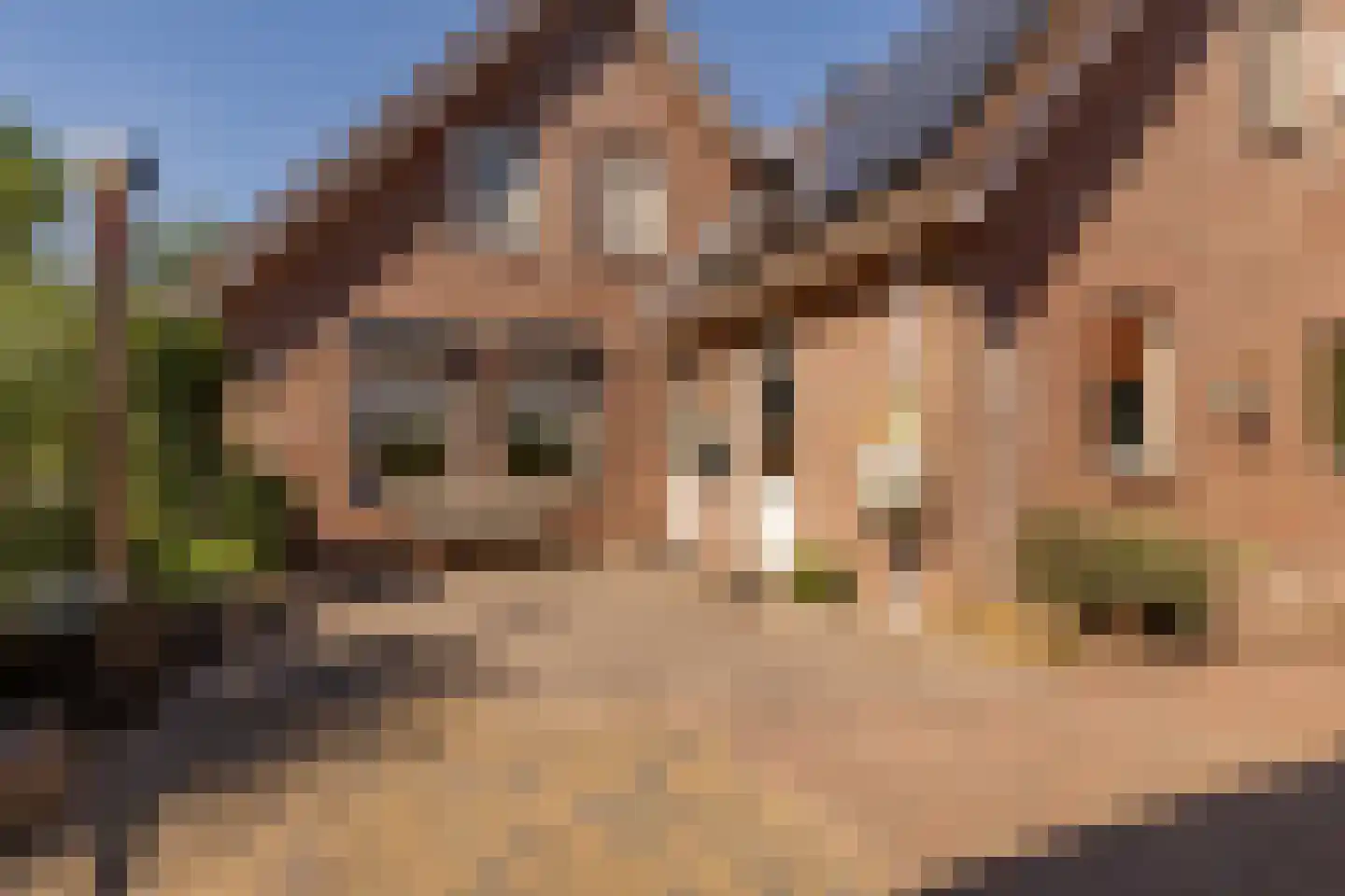 't Jaagpad 14 Veeningen thumbnail 57