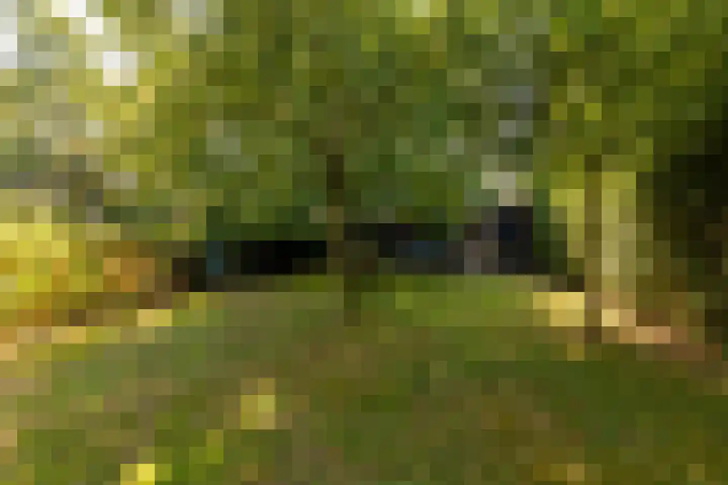 't Jaagpad 14 Veeningen thumbnail 60