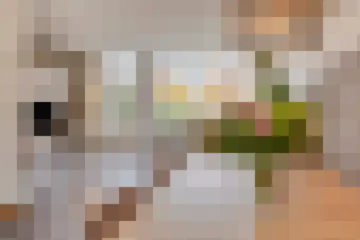 't Kaarnhuus 14 Tolbert thumbnail 17