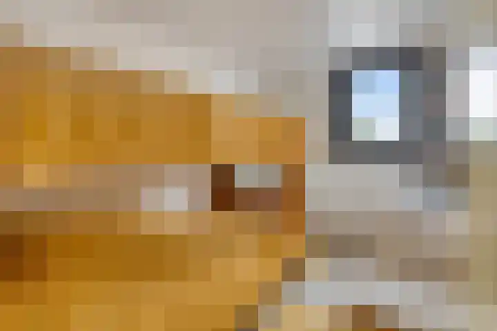 't Killetje 6 Breskens thumbnail 25