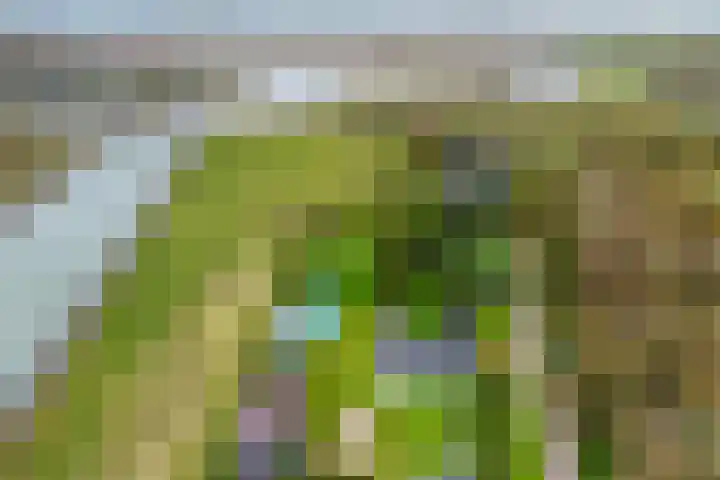 't Killetje 6 Breskens thumbnail 40
