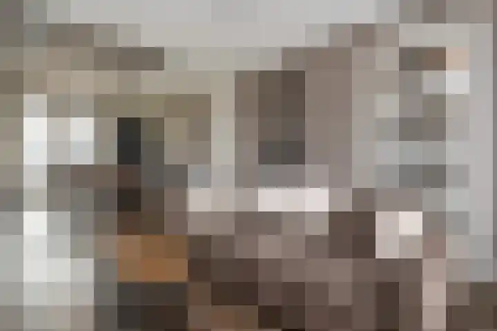't Koejepad 7 Ouddorp thumbnail 8