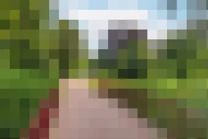 't Kofschip 15 Veenendaal thumbnail 33