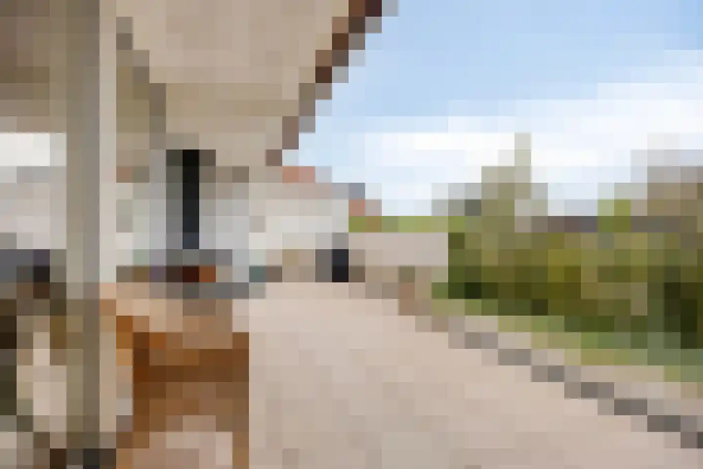 't Kofschip 19 Veenendaal thumbnail 15