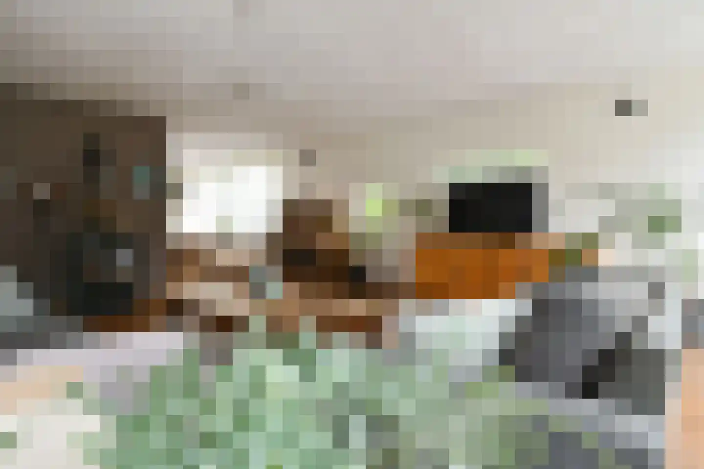 't Laar 1 Haelen thumbnail 15