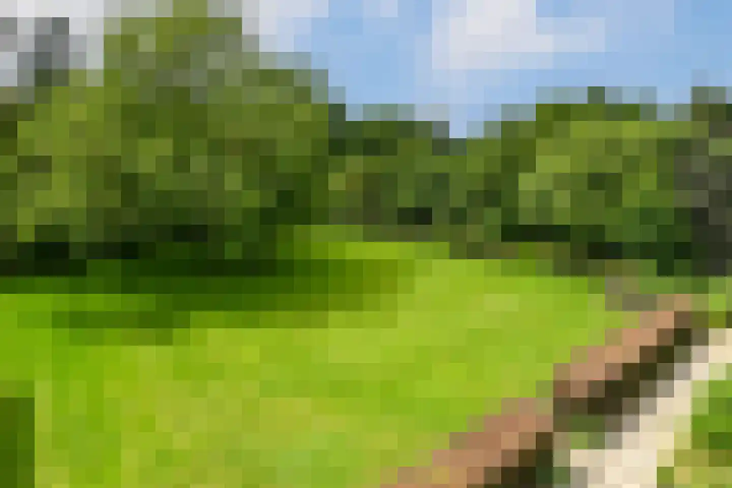 't Laar 1 Haelen thumbnail 36