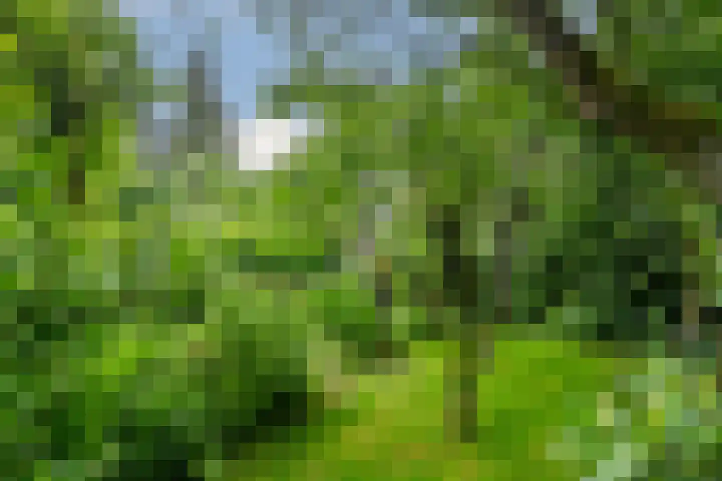 't Laar 1 Haelen thumbnail 38