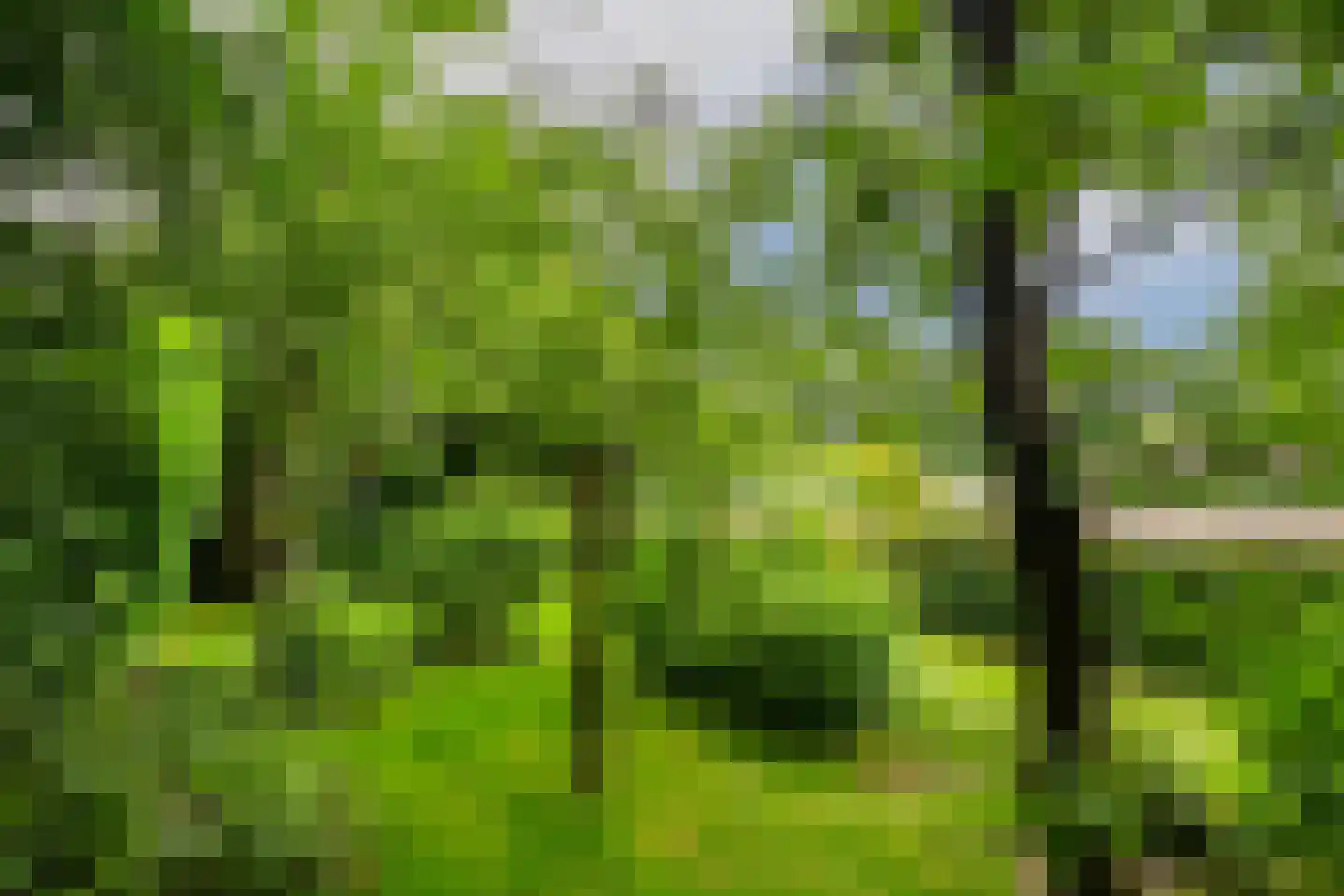 't Laar 1 Haelen thumbnail 39