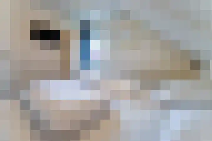 't Lage Duyn 56 Cadzand thumbnail 18