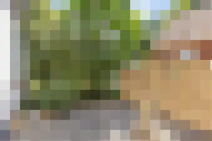 't Lindenhof 1 Bellingwolde thumbnail 17