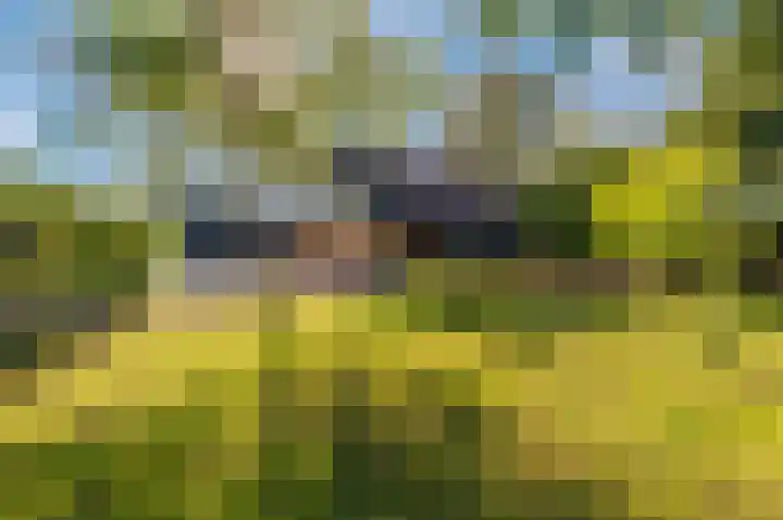 't Lindenhof 4 Bellingwolde thumbnail 64