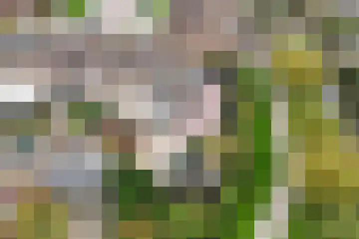 't Magesijn 76 Klundert thumbnail 60