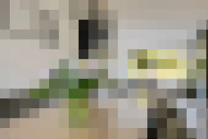 't Oelbred 7 Tolbert thumbnail 10