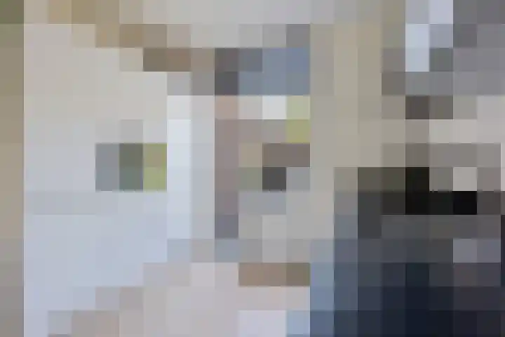 't Oelbred 7 Tolbert thumbnail 13
