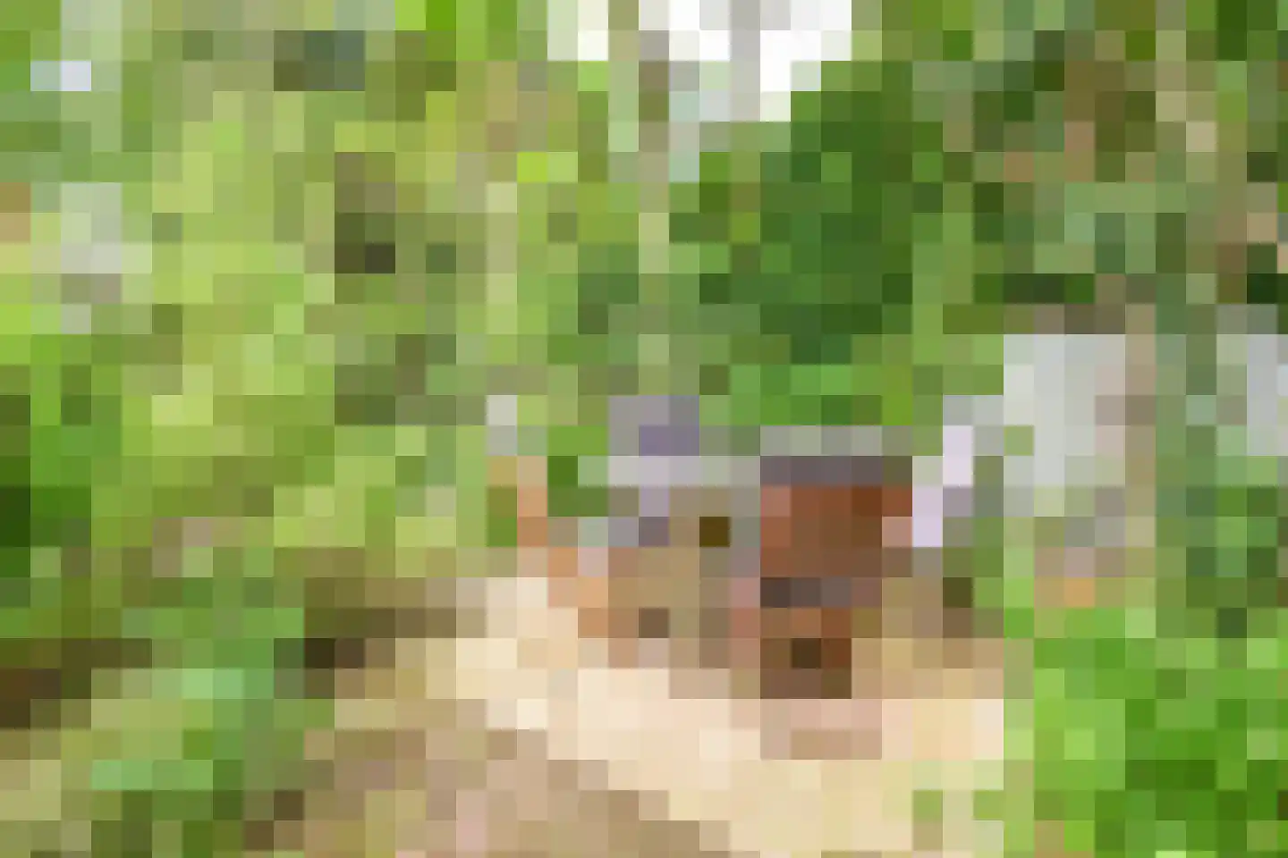 't Paadje 3 Laren thumbnail 15